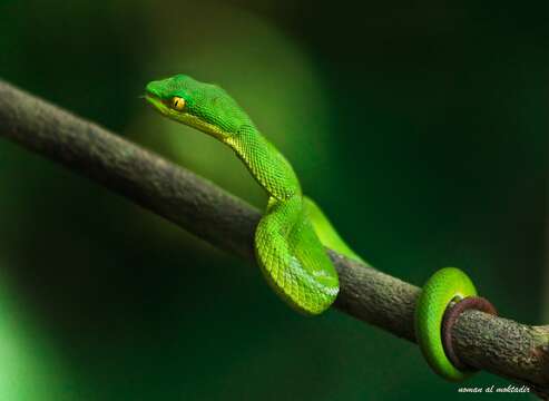 Image of White-lipped Tree Viper