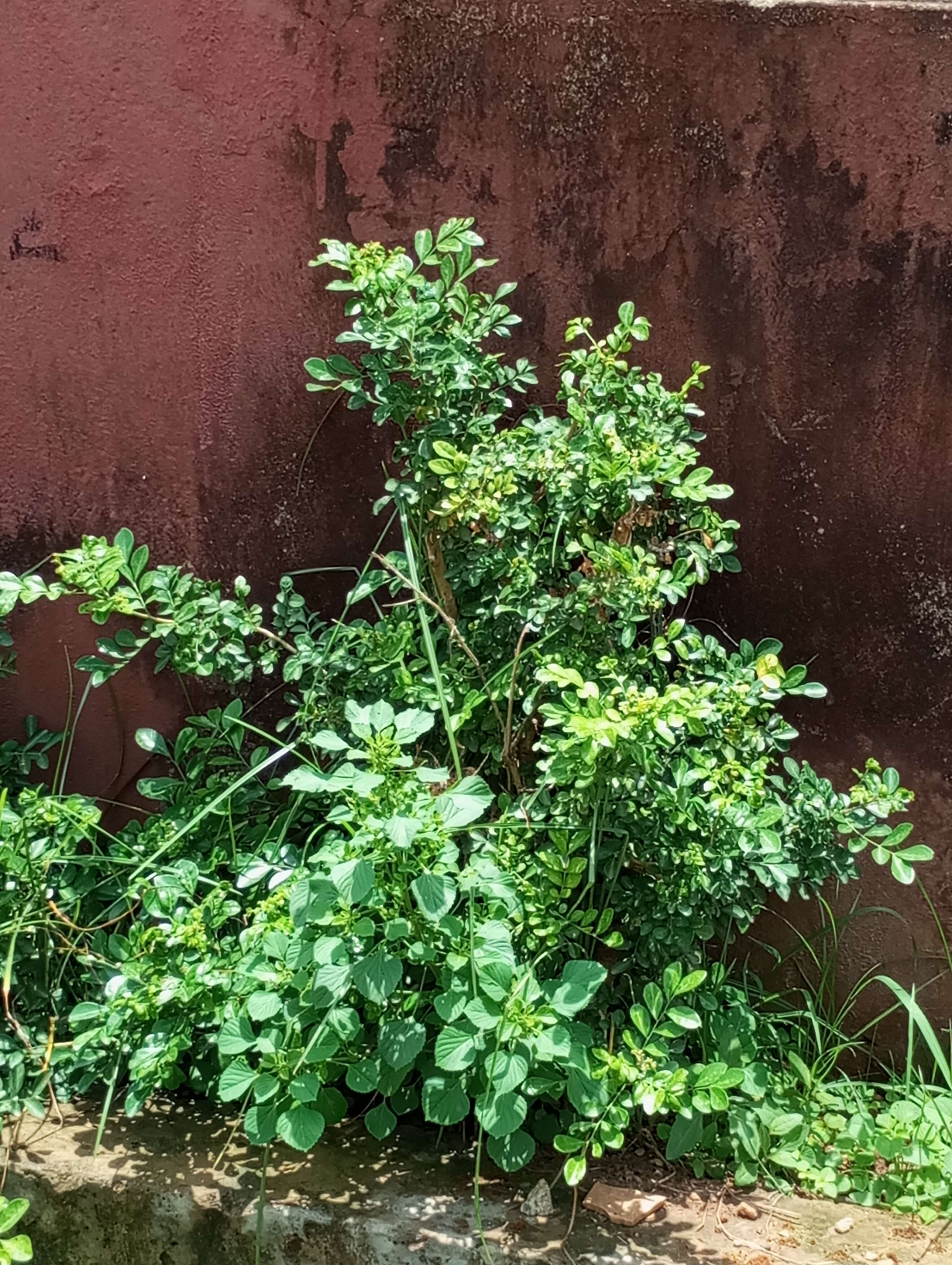 Image of orange jasmine