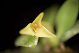 Image of Bulbophyllum oblongum (Lindl.) Rchb. fil.