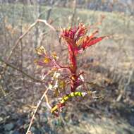 Image de Rose rosette emaravirus