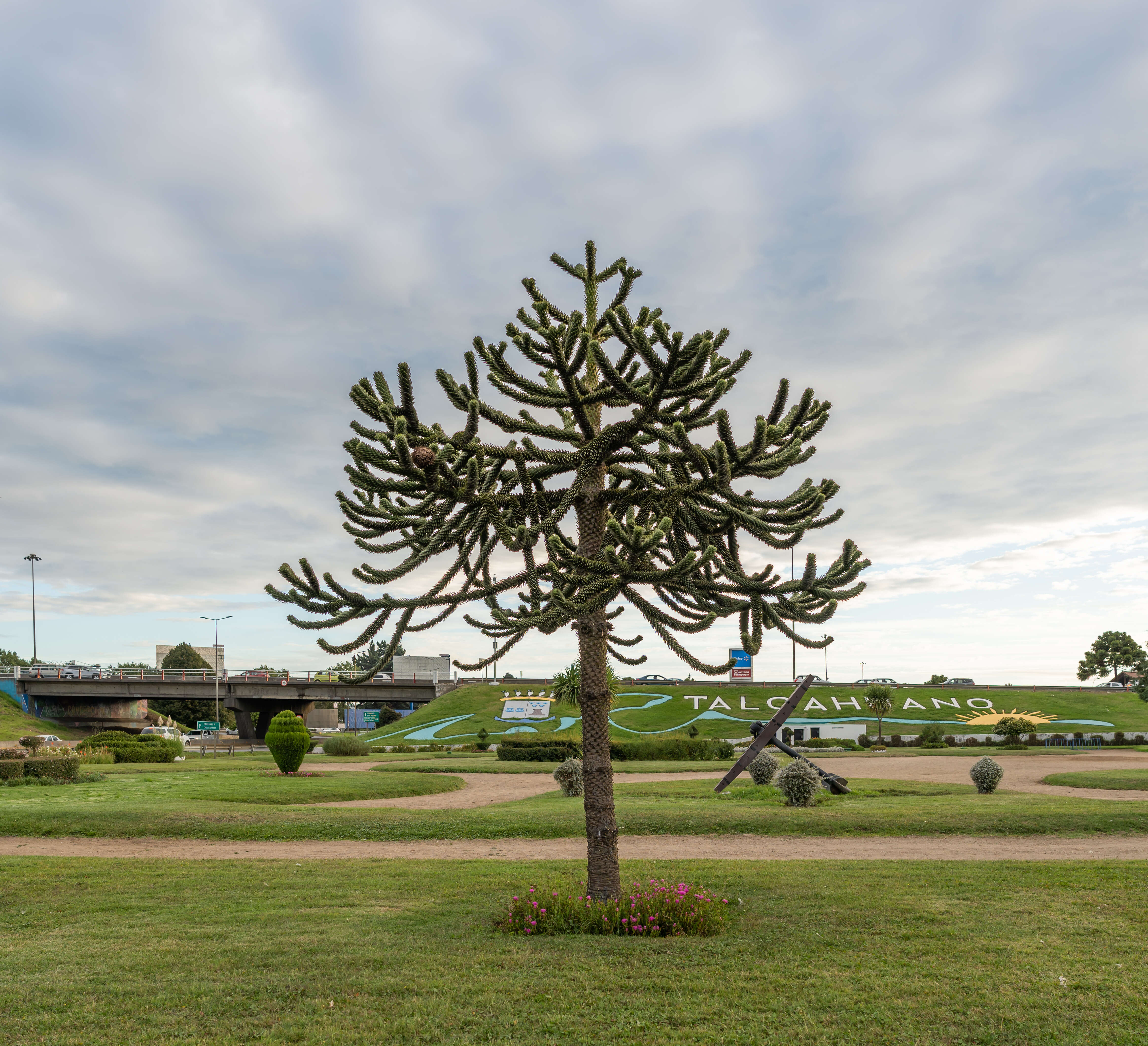 Image of Monkey Puzzle