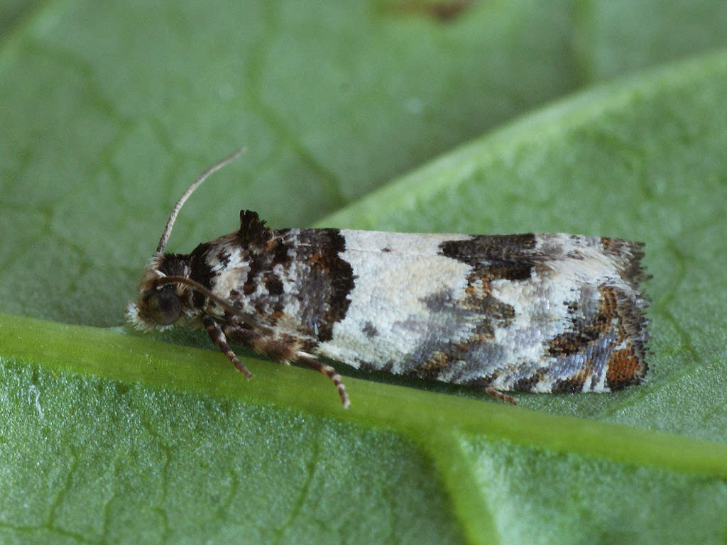 Image of Epinotia thapsiana Zeller 1847