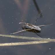 Image of Common pond skater