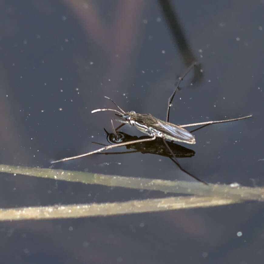 Image of Common pond skater