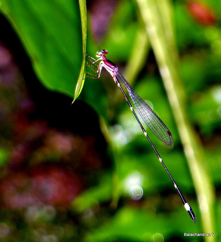 Image of Protosticta sanguinostigma Fraser 1922