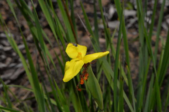 Imagem de Patersonia occidentalis R. Br.