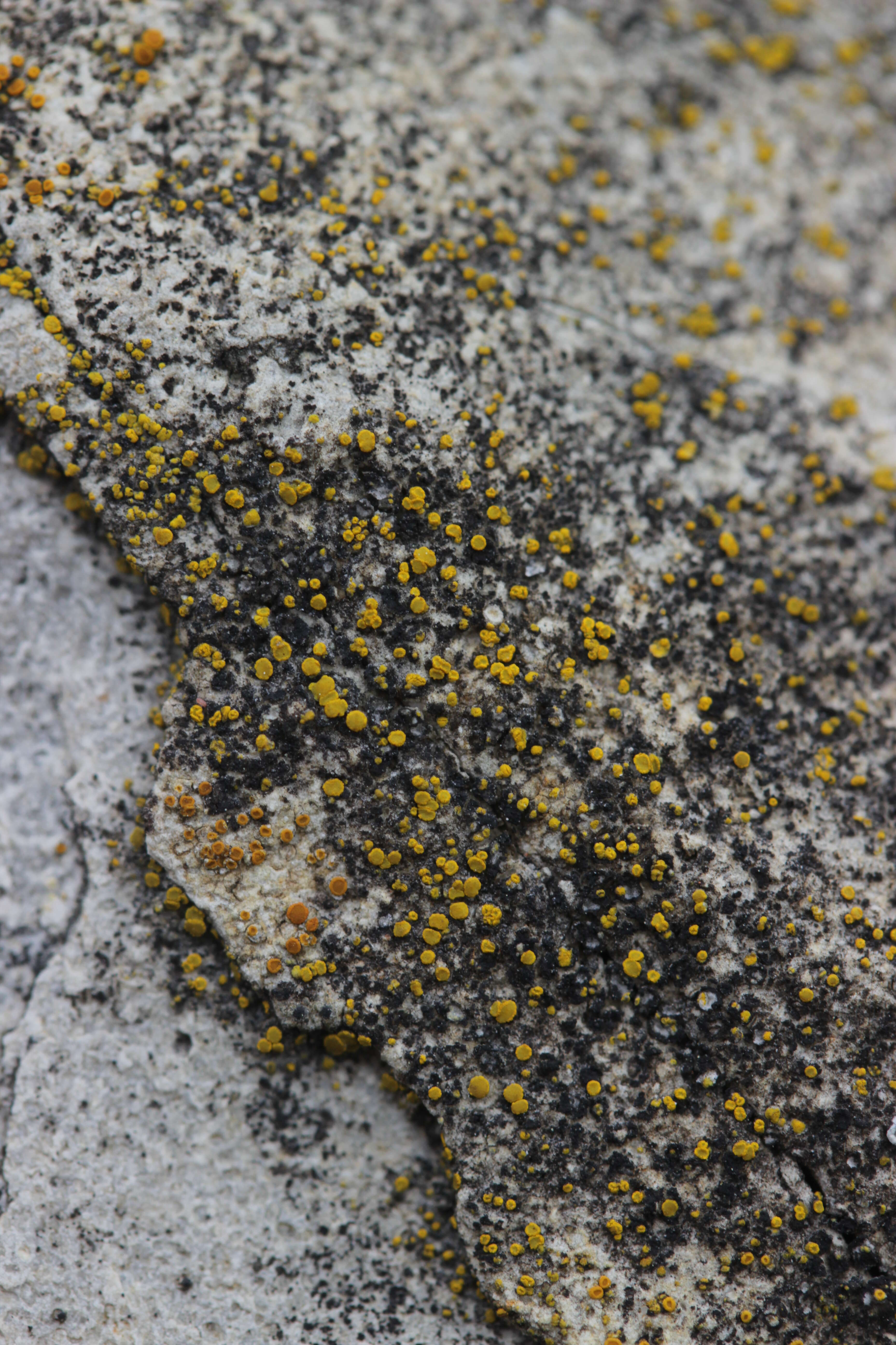 Image of Hidden goldspeck lichen