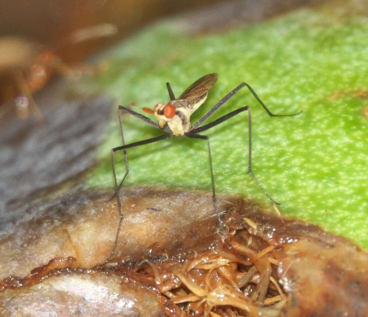 Plancia ëd Telostylinus lineolatus (Wiedemann 1830)