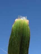 Image of Golden velvet grass