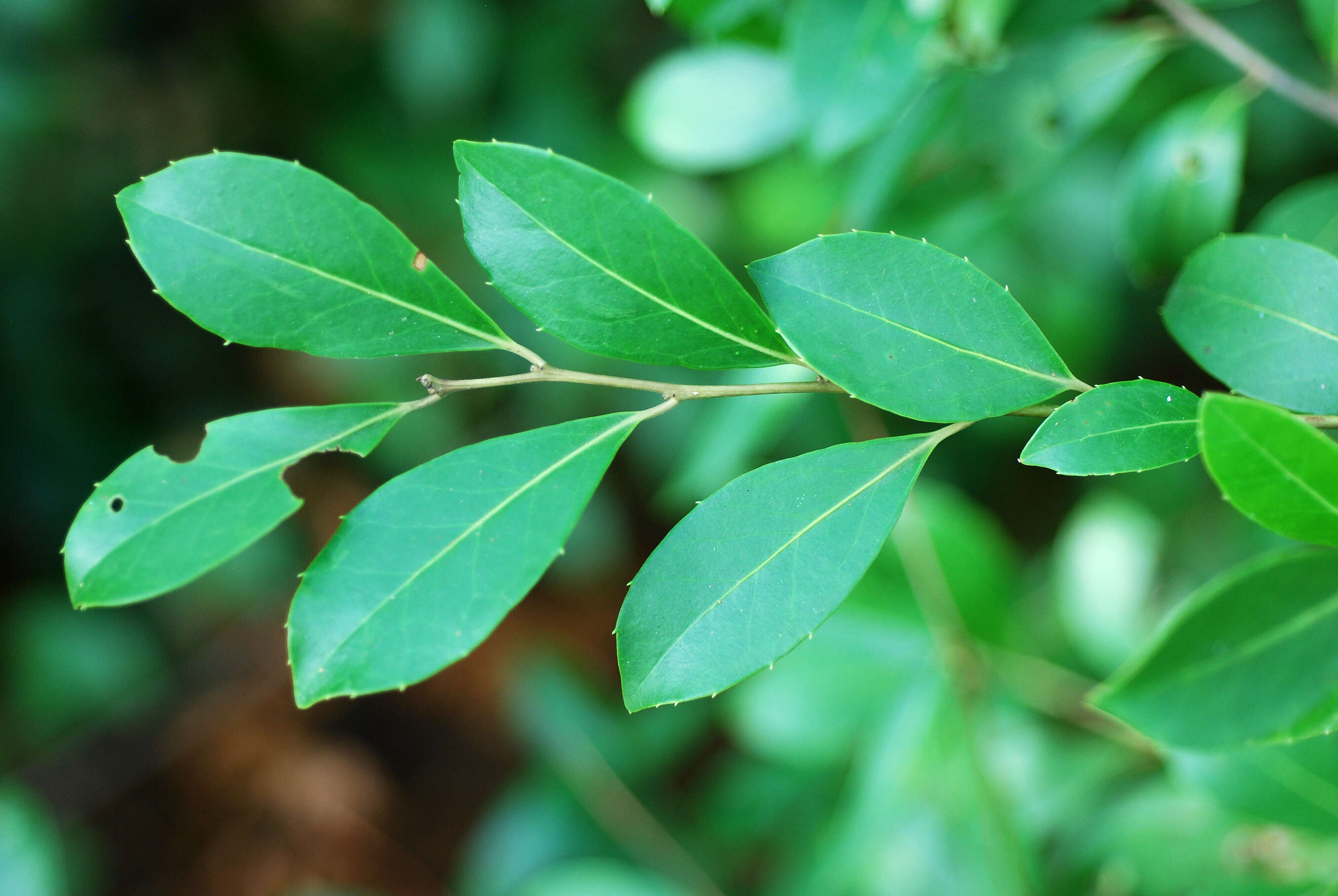 Image of large gallberry