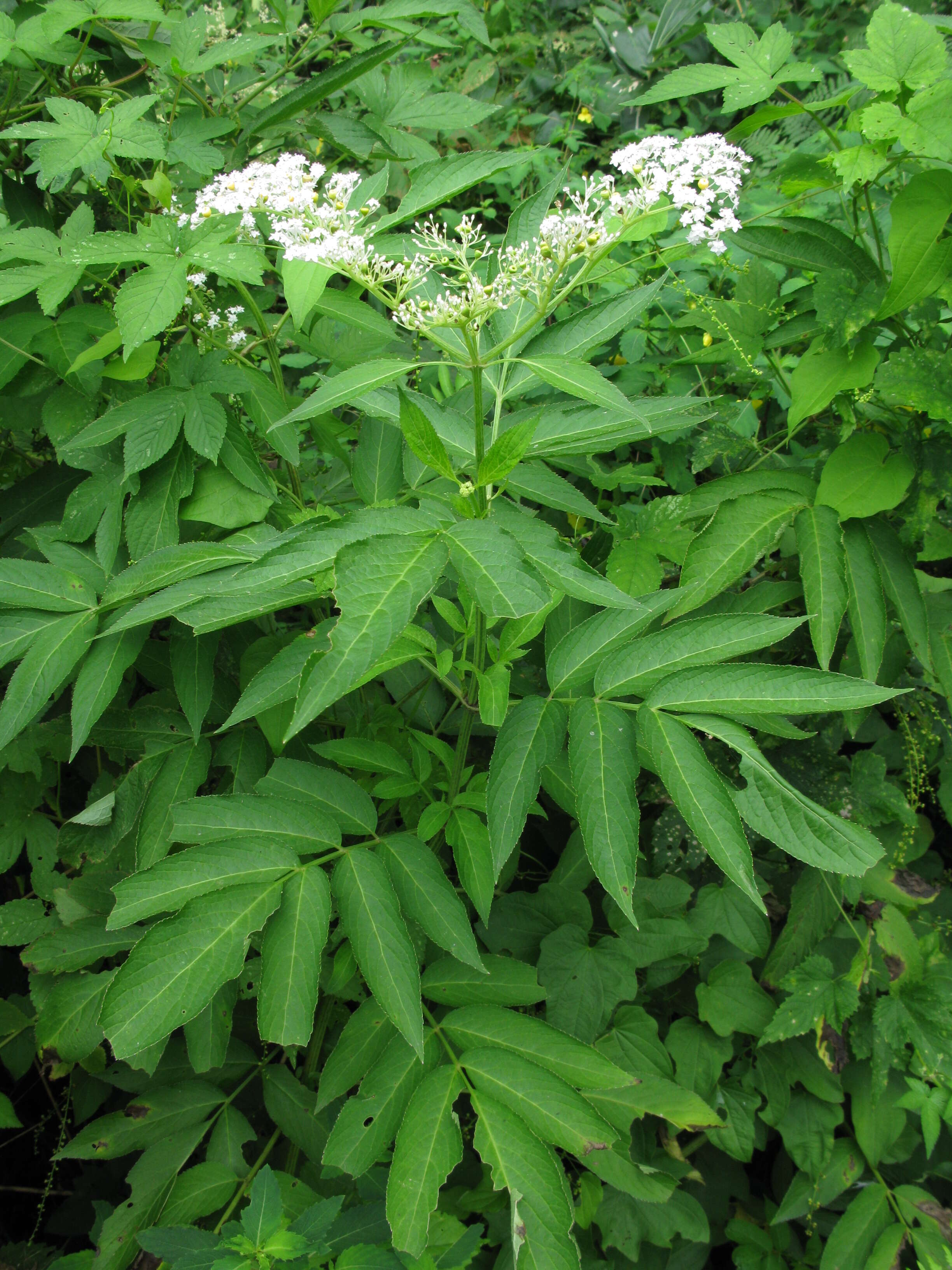 Plancia ëd Sambucus javanica Reinw. ex Bl.