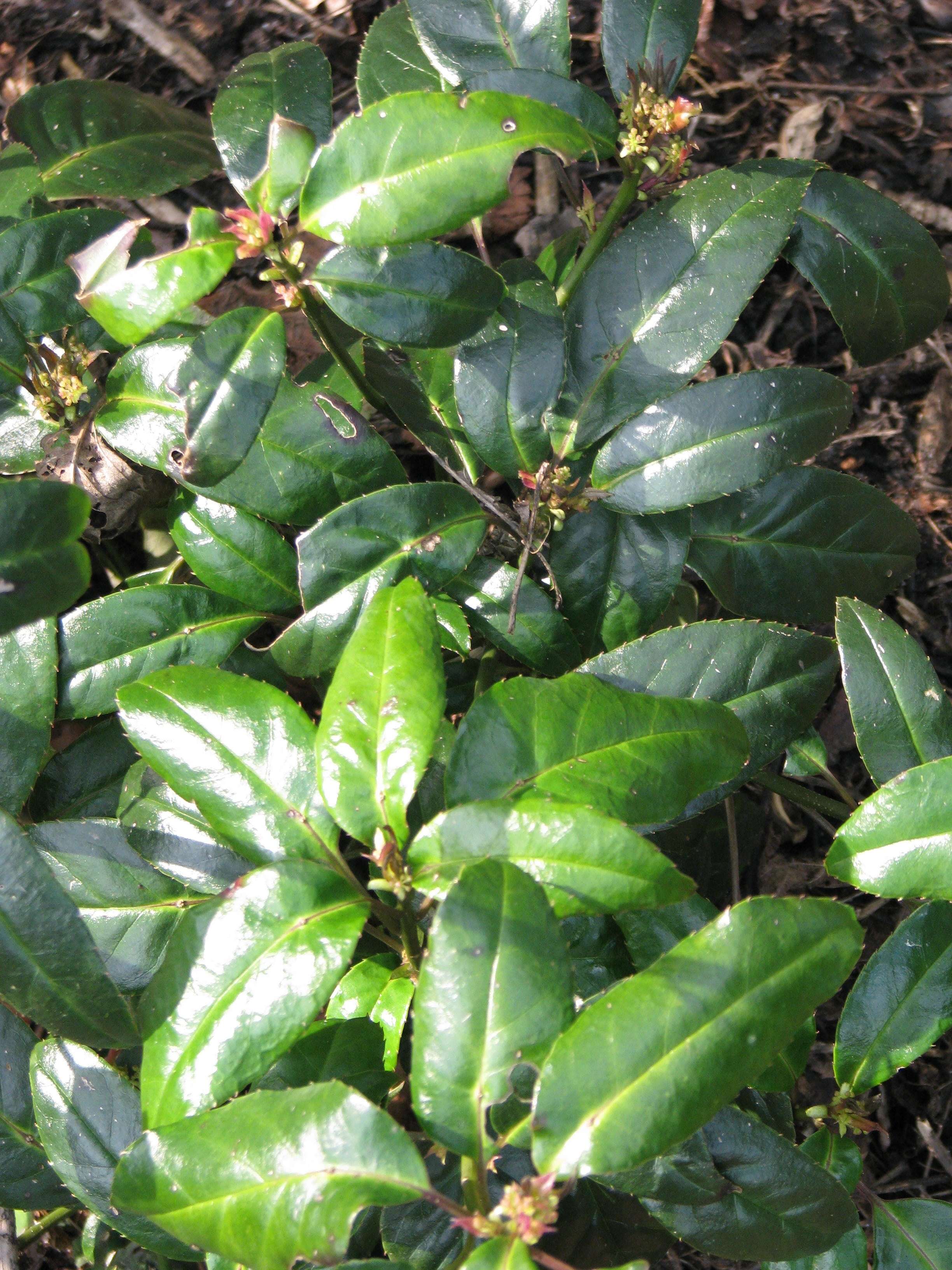 Image of Helwingia chinensis Batalin