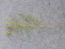 Image of late-flowering yellow rattle