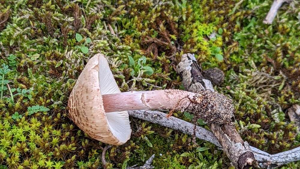 Imagem de Lepiota brunneolilacea Bon & Boiffard 1972