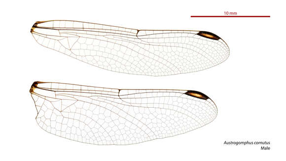 Image of Austrogomphus cornutus Watson 1991