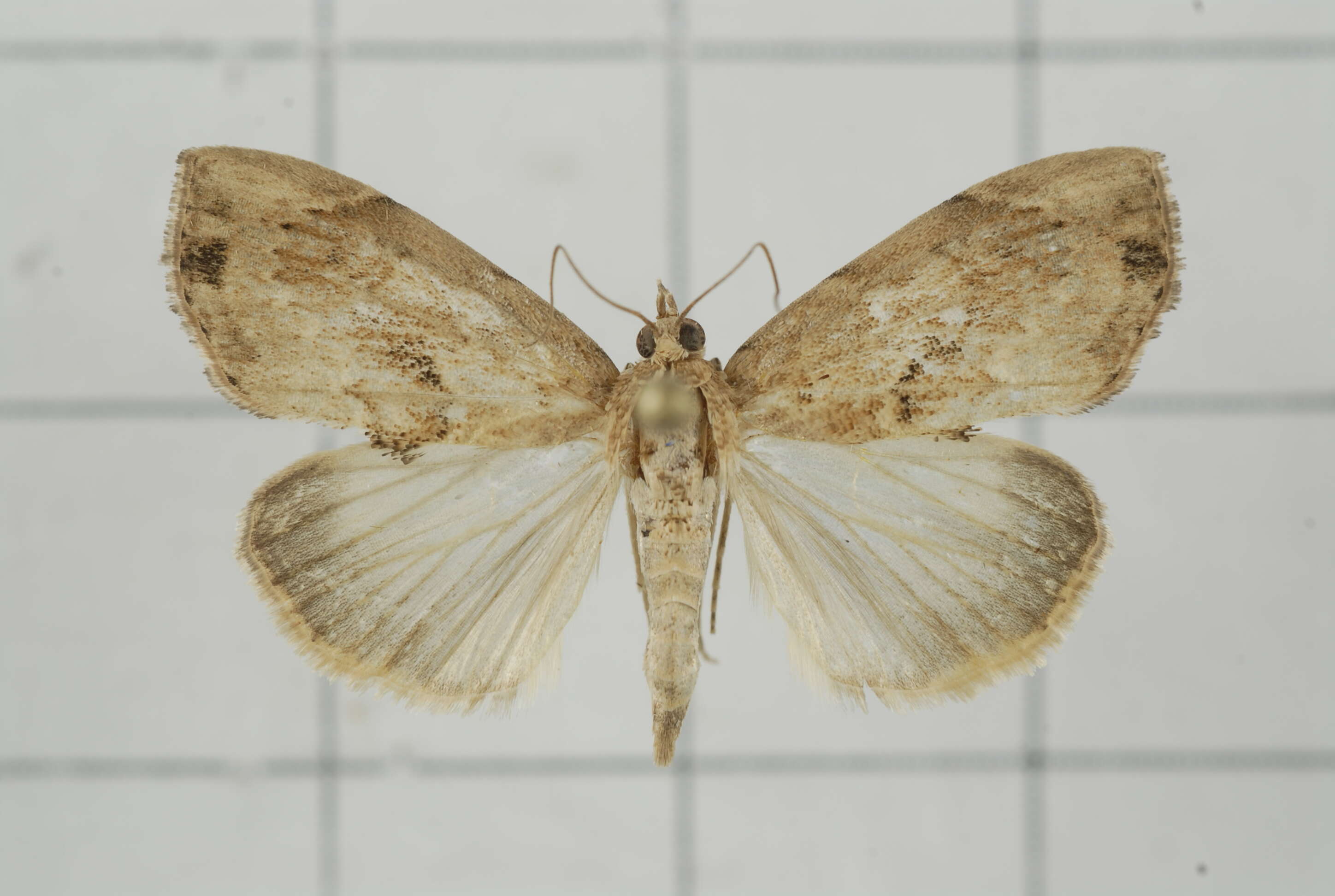 Image de Crocidolomia subhirsutalis Schaus 1927