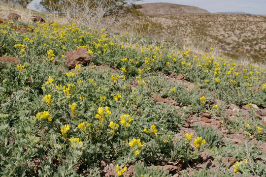 Image of Gordon's bladderpod