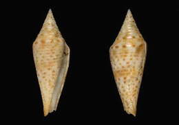 Image of Conasprella levenensis (Monnier & Tenorio 2017)