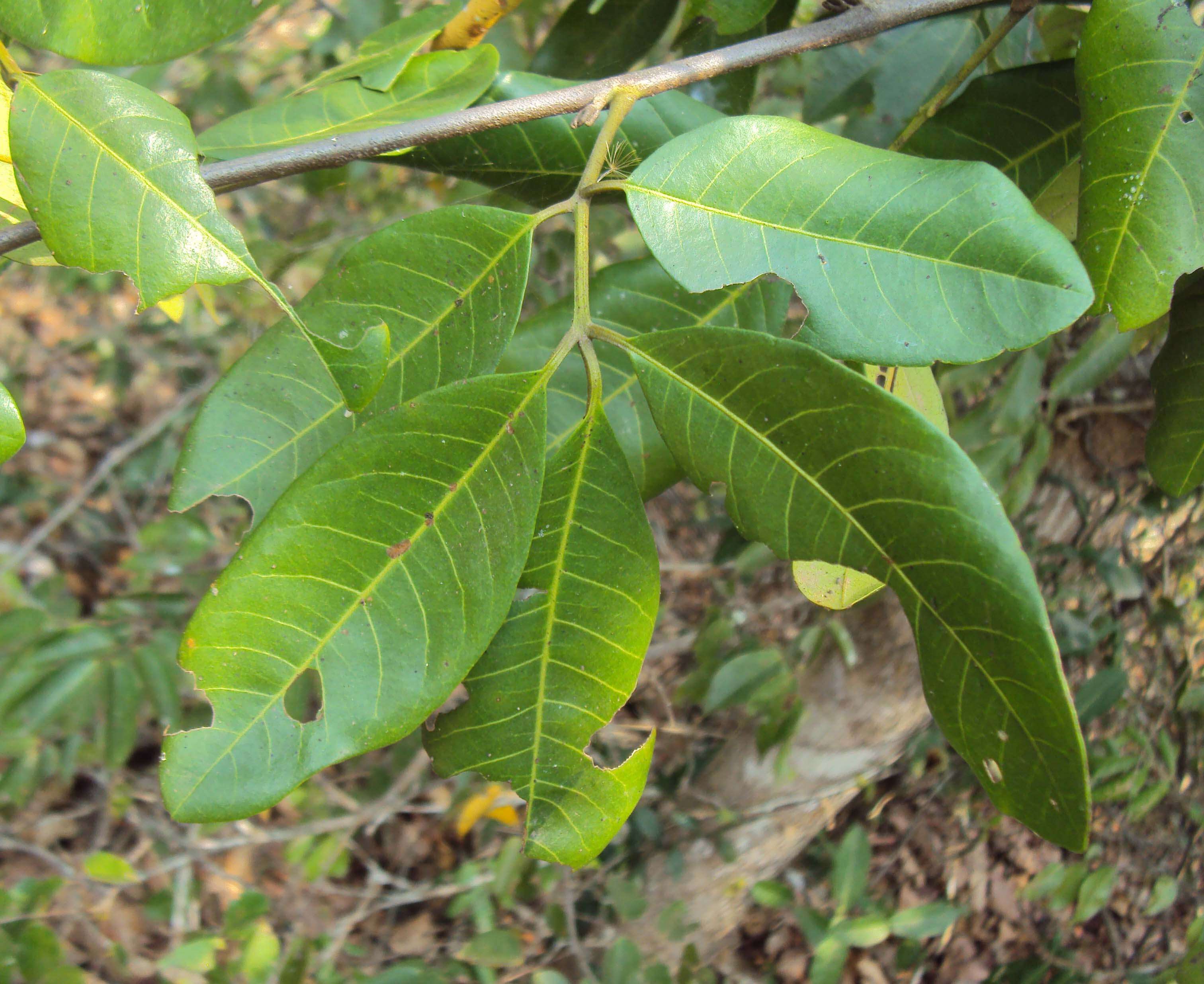 Image of Aglaia elaeagnoidea