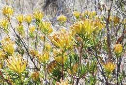 Image of Pteronia paniculata Thunb.