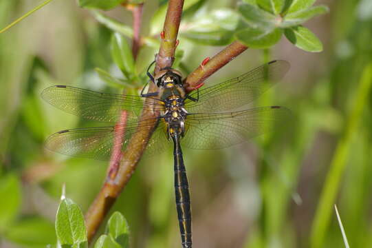 Image of Mountain Emerald