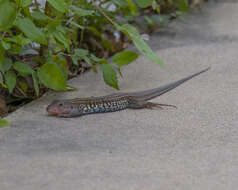 Image of Common Spotted Whiptail