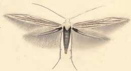 Image of Coleophora millefolii Zeller 1849