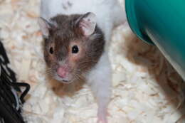 Image of hamsters