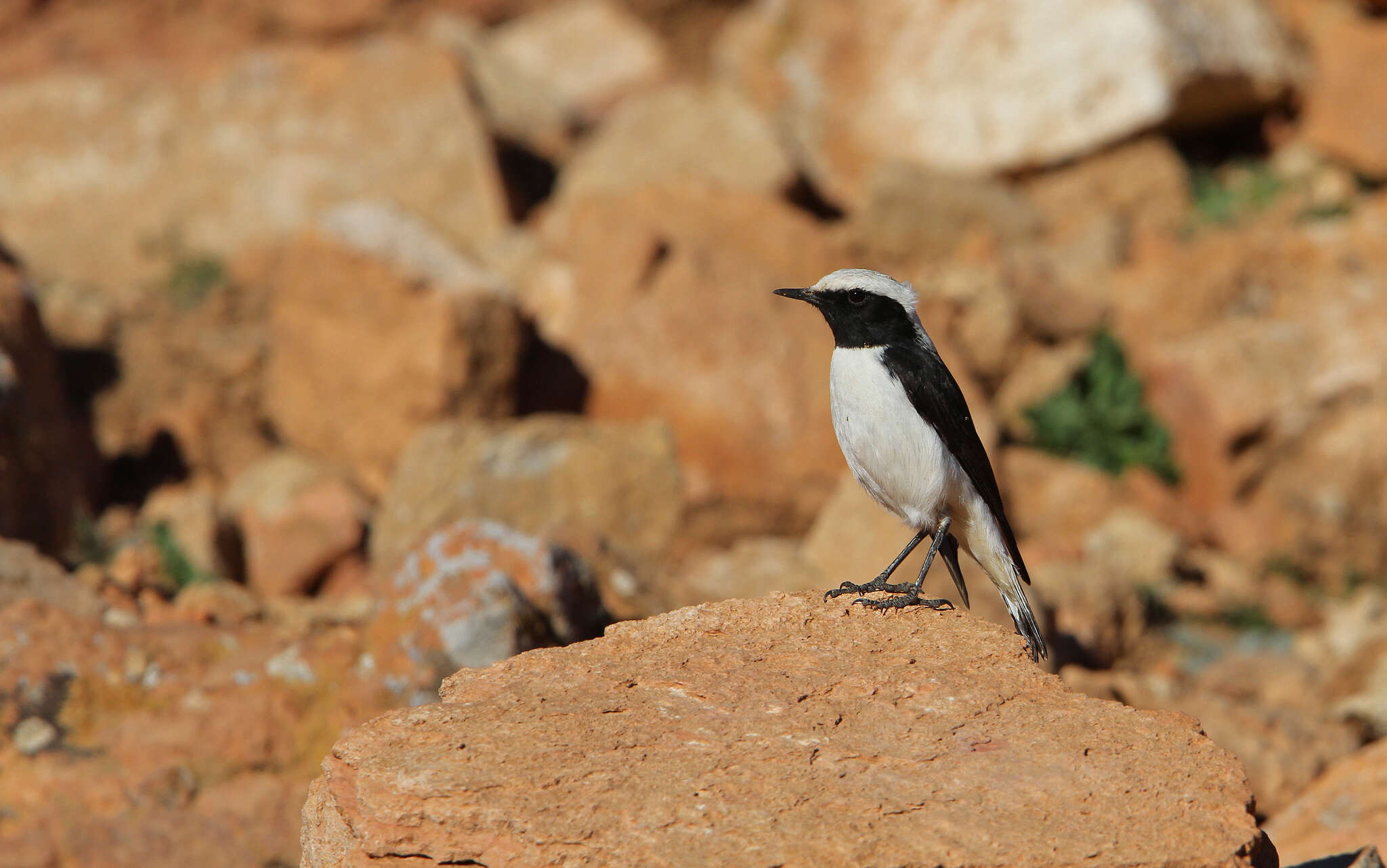 Image of Oenanthe halophila