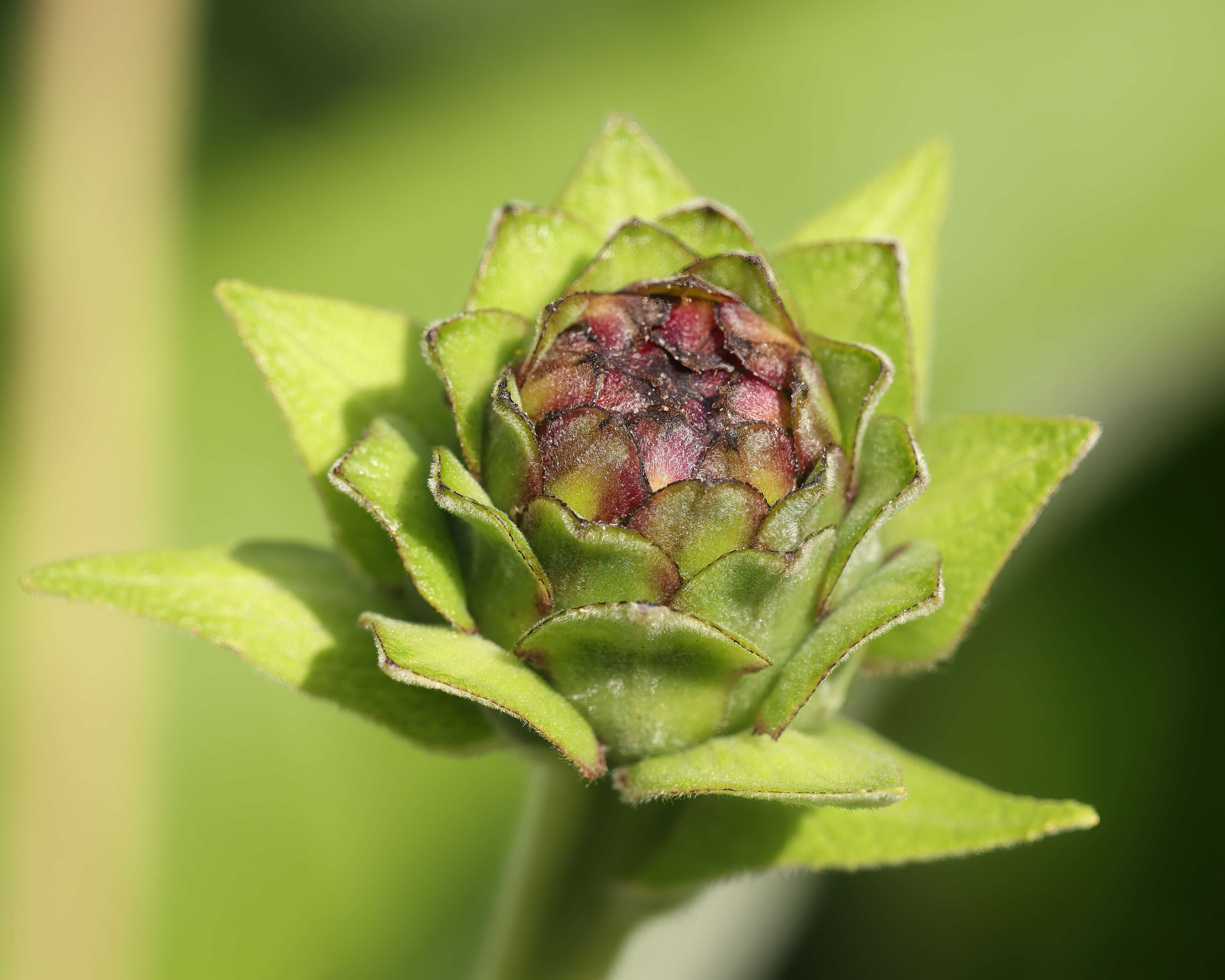 Inula helenium L. resmi