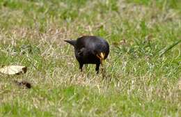 Image of Chinese Blackbird