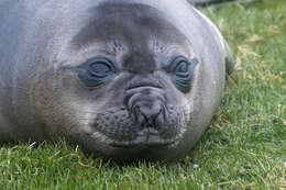 Image of South Atlantic Elephant-seal