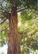 Image de Ficus benjamina L.