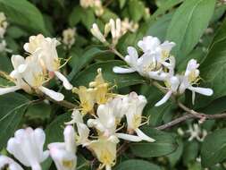 Image of Amur honeysuckle