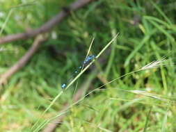 Imagem de Coenagrion pulchellum (Vander Linden 1825)