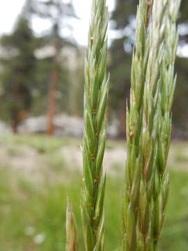 Image of Slender Wild Rye