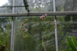 Image of Limonium dendroides Svent.