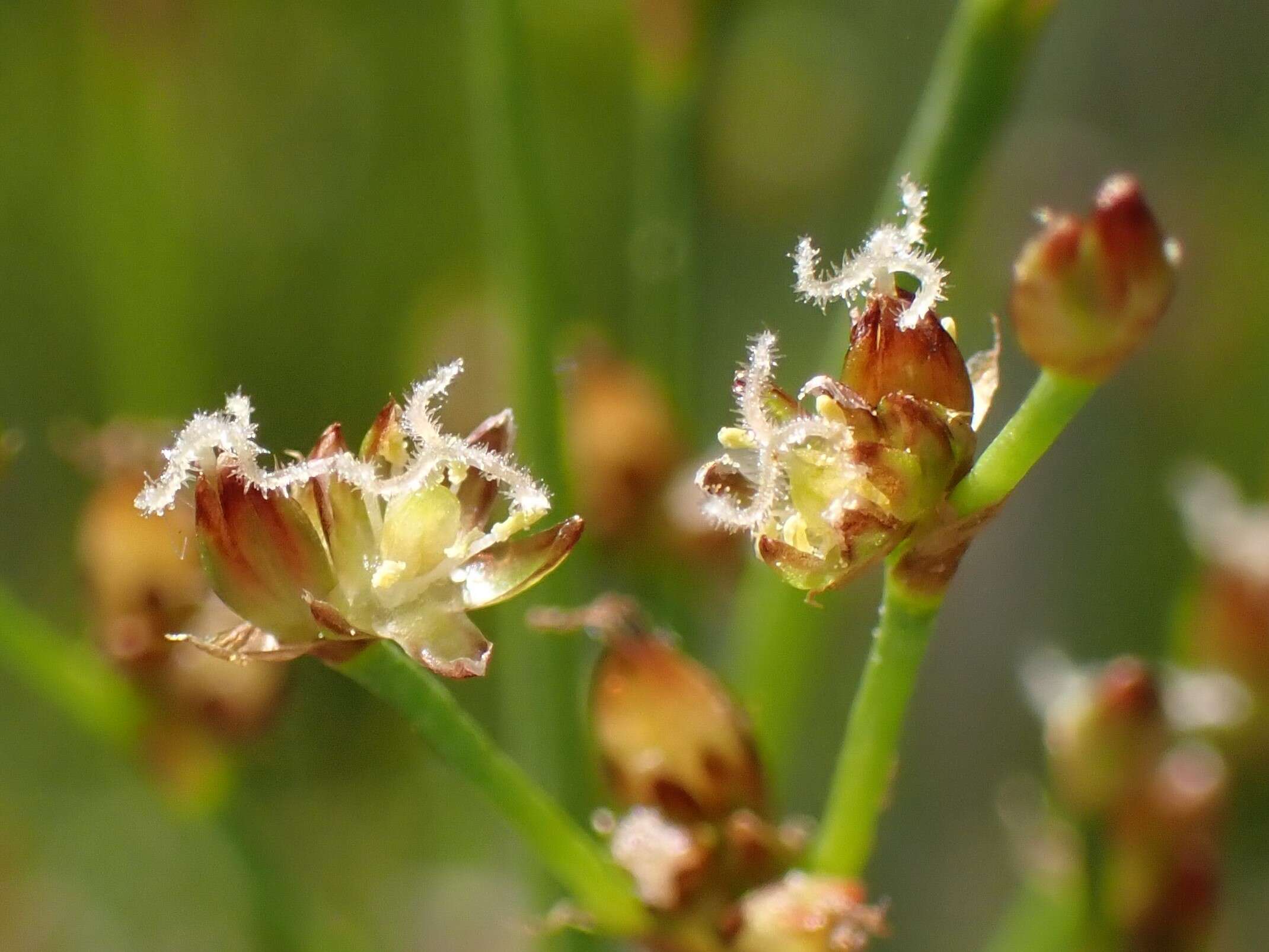 Imagem de Juncus alpinoarticulatus Chaix