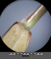 Imagem de Panicum dichotomiflorum Michx.