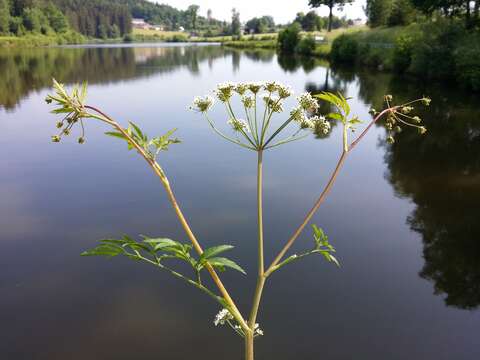 Image of European Waterhemlock