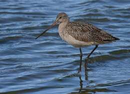 Image of Marbled Godwit