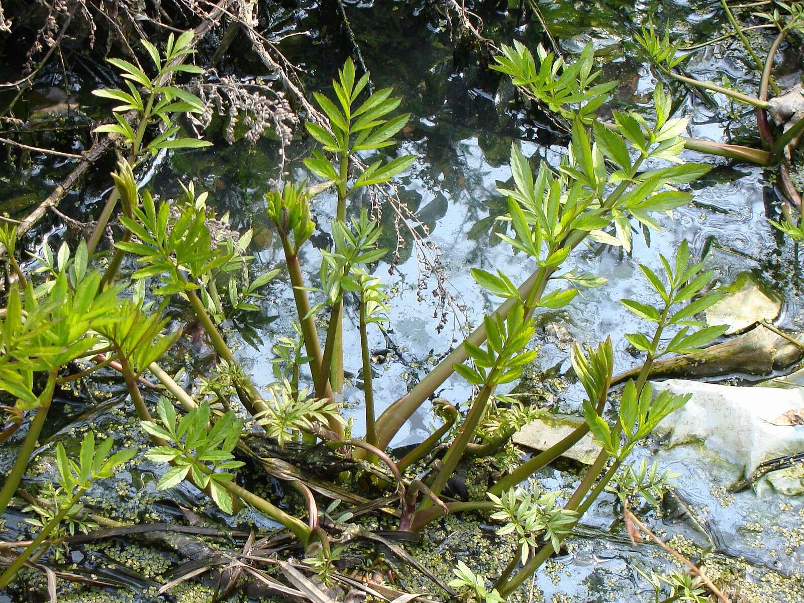 Imagem de Cicuta virosa L.