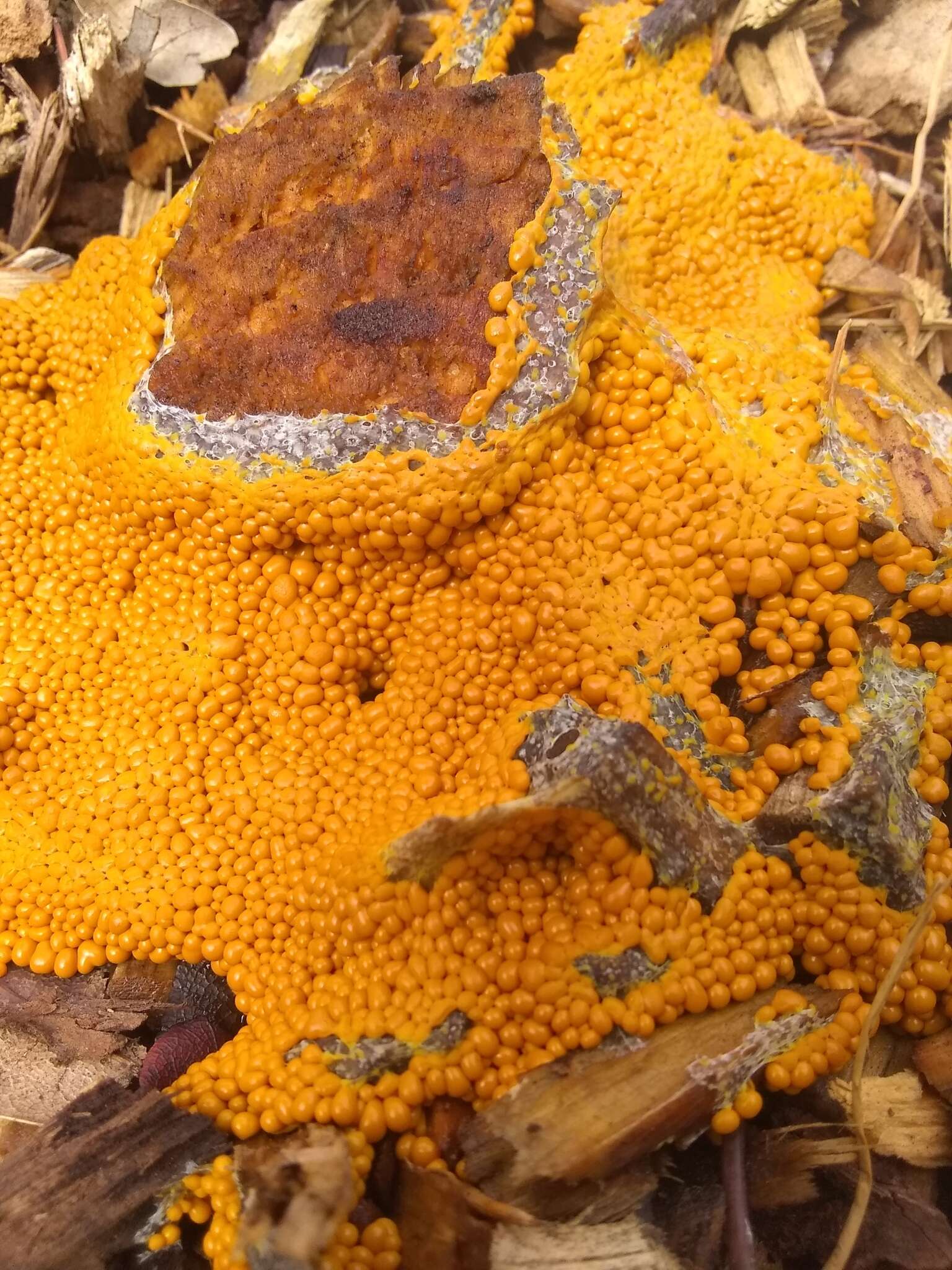 Image of Egg-shell Slime Mould