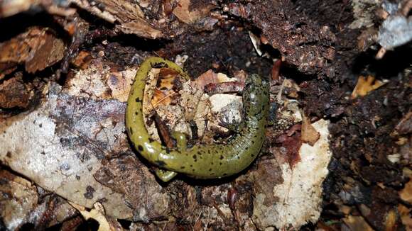 Image of Veracruz Green Salamander