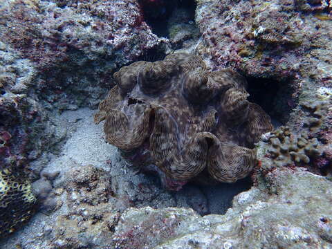 Image of Fluted Clam