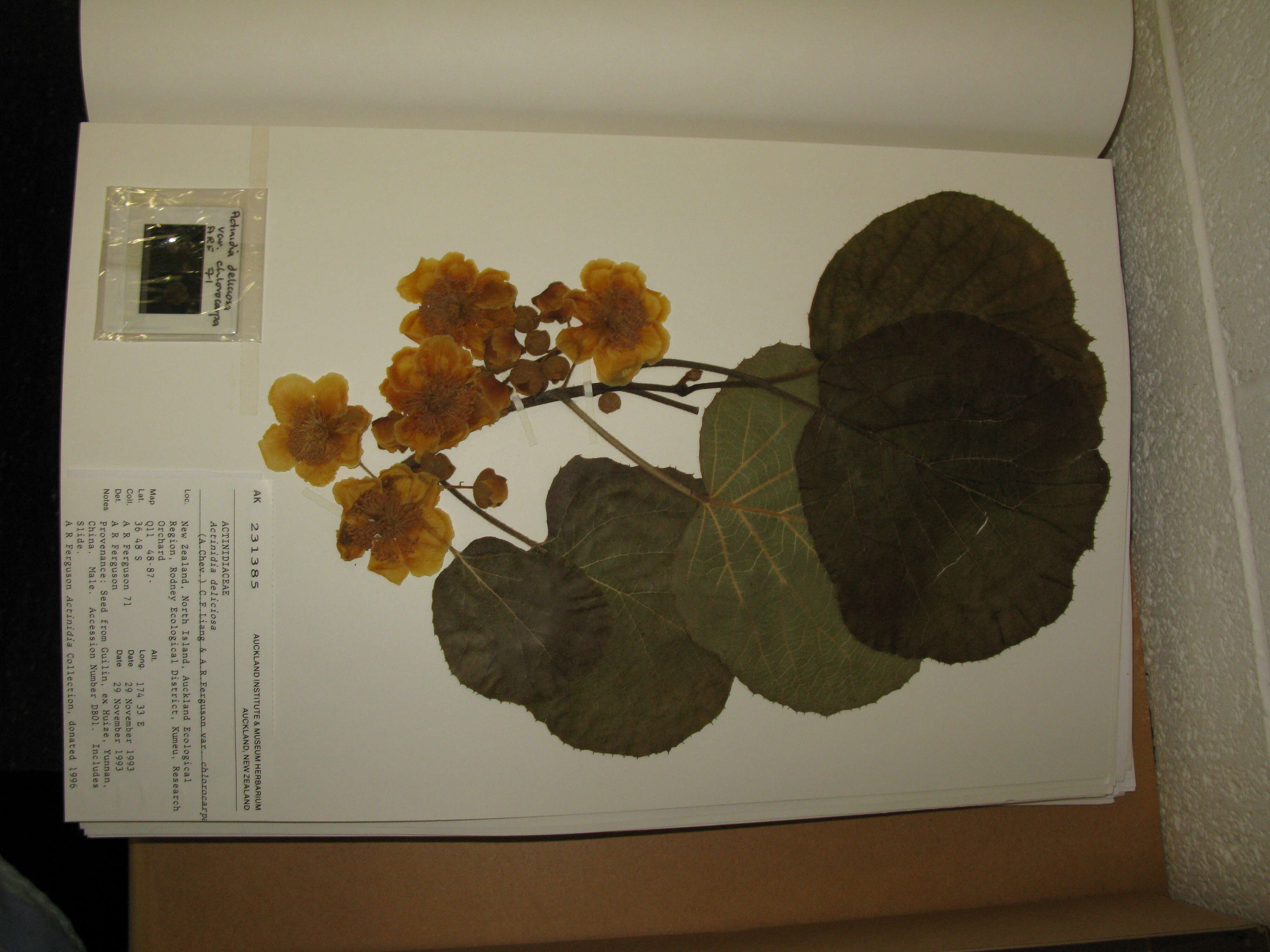 Image de Actinidia chinensis var. hispida C. F. Liang