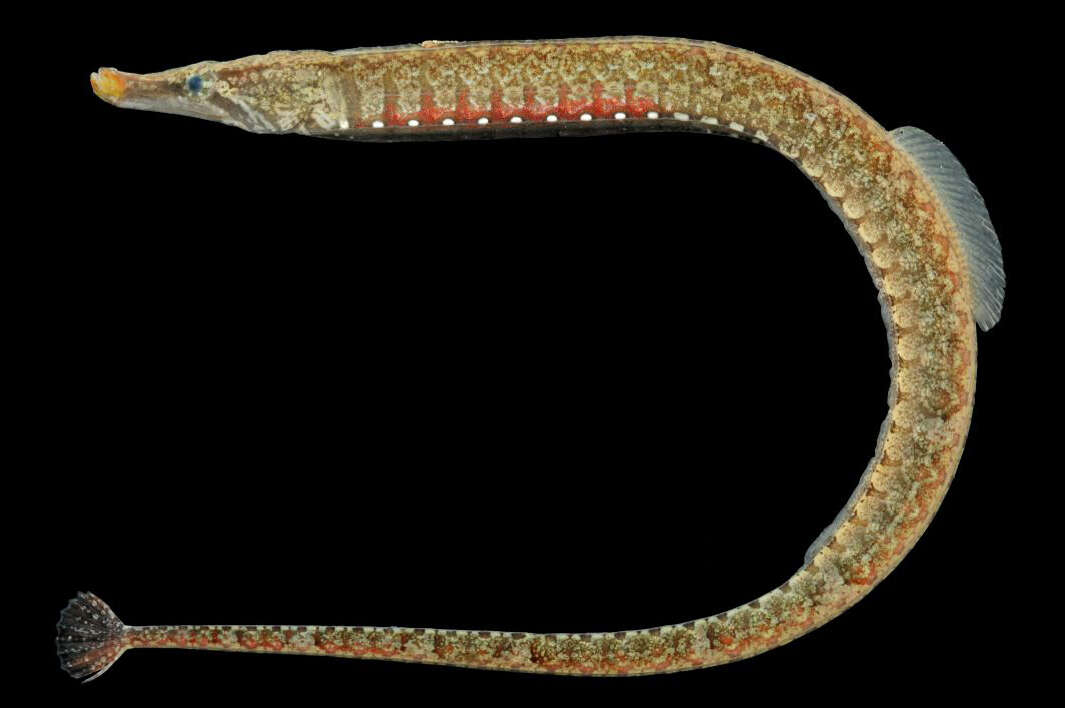 Image of Belly Pipefish