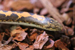 Eryx colubrinus (Linnaeus 1758) resmi