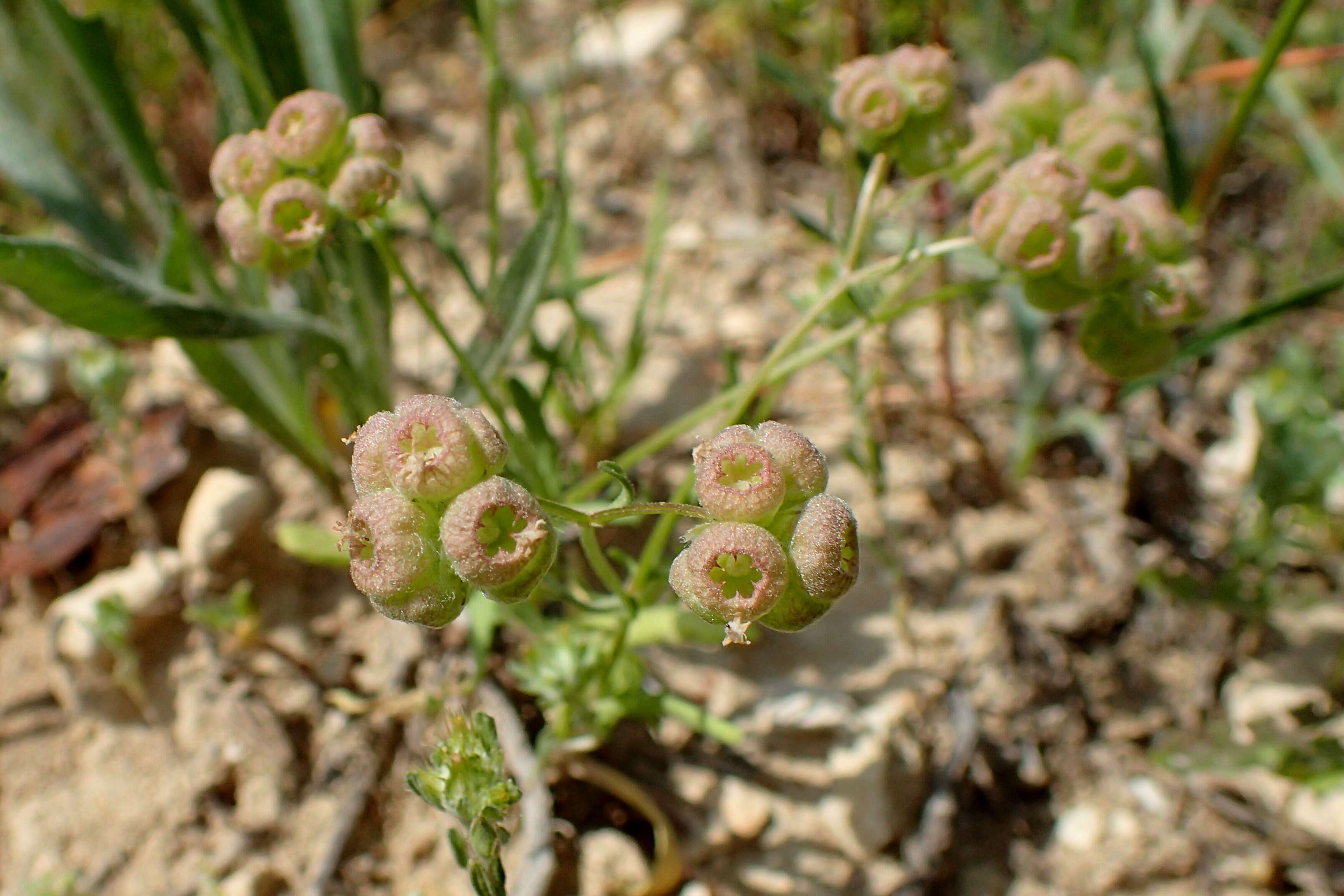 Image of Valerianella vesicaria (L.) Moench