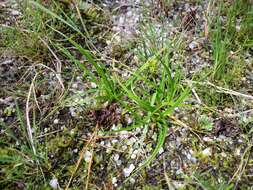 Image of Carex viridula